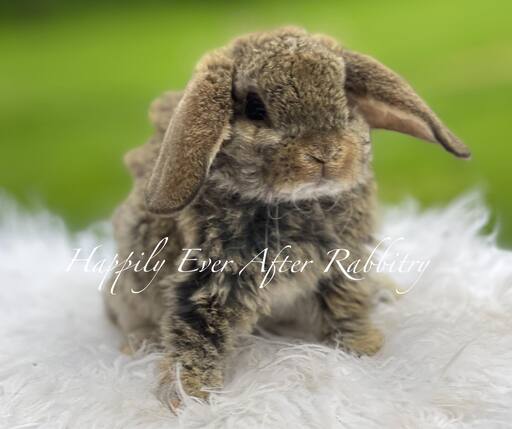 Chestnut Mini Plush Lop for sale