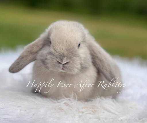 Find Your Ideal Holland Lop Companion for Adoption