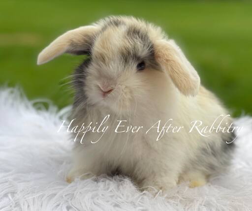 Adopt Your New Bunny Companion - Holland Lop for Sale