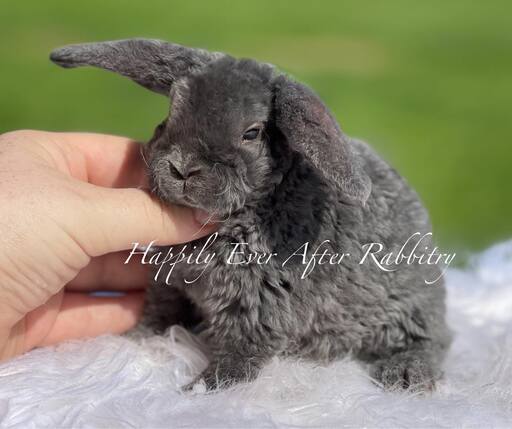 Mini plush lop bunny for sale best sale