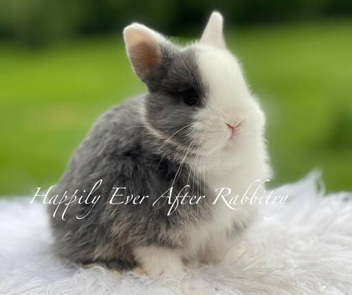 Mini Netherland Dwarf rabbit available for sale, ideal companion for pet lovers. Small size with a sweet, affectionate nature.