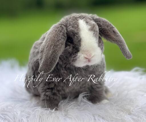 Cuddle-ready Mini Plush Lop Bunny Seeking a Loving Family