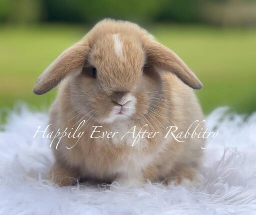 Discover love in every hop - Explore our charming rabbits for sale!