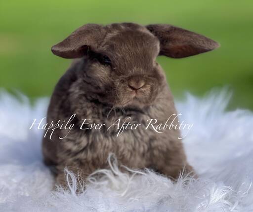 Adorable mini plush lop for sale