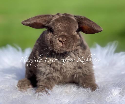 Adorable mini plush lop for sale