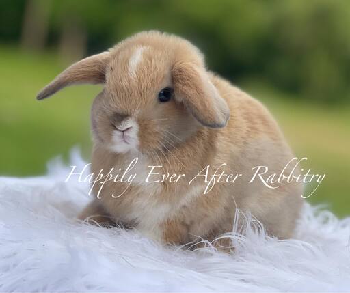 Discover love in every hop - Explore our charming rabbits for sale!