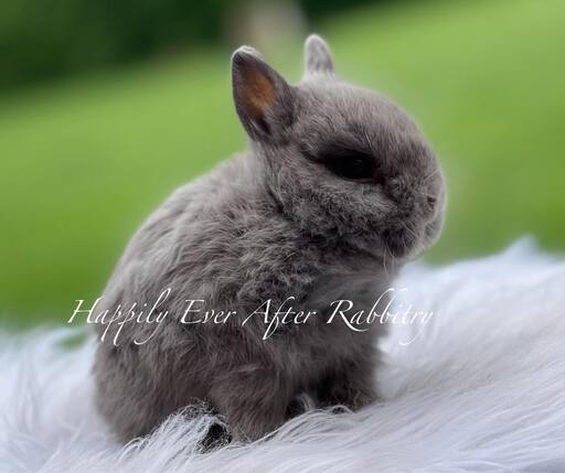 Sweet Netherland Dwarf Bunny Looking for a Forever Home