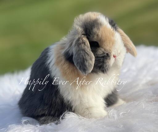 Explore Our Lovely Bunnys - Perfect Bunnies for Sale