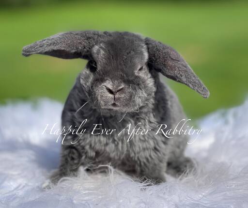 Cuddly Mini Plush Lops for sale – bring joy to your Mini Plush Lop home!