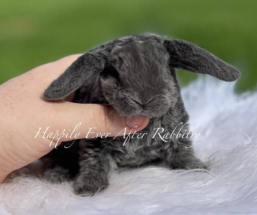 rabbit for sale near me