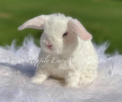 Discover Available Mini Plush Lop Bunnies in NJ, PA, and NY