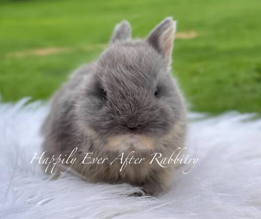 Adorable Netherland Dwarf Bunny Available for Adoption