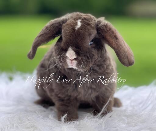 Adopt Your New Bunny Companion - Mini Plush Lop for Sale