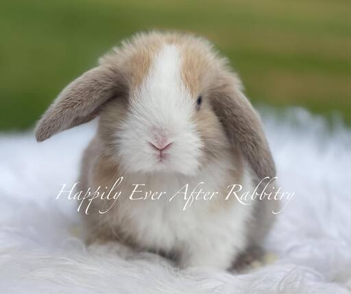 Hoppy homes wanted - Find your perfect rabbit companion in our for sale listings!