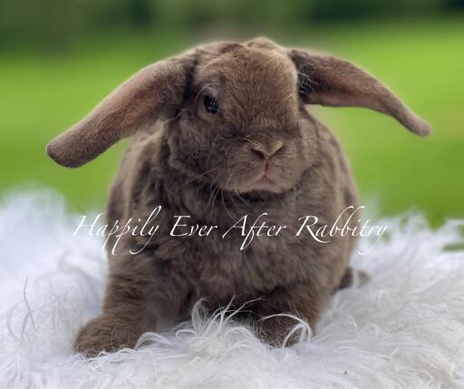 Explore Our Bunnys for Sale - Mini Plush Lop Edition