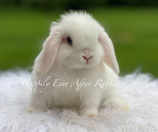 Adorable Holland Lop Bunny Available for Adoption