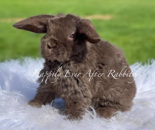 Adorable mini plush lop for sale