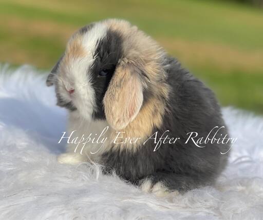 Explore Our Lovely Bunnys - Perfect Bunnies for Sale