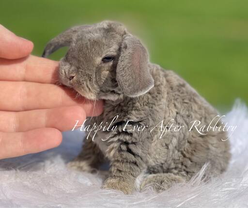 Adorable Mini Plush Lops for sale – find your perfect cuddle buddy!