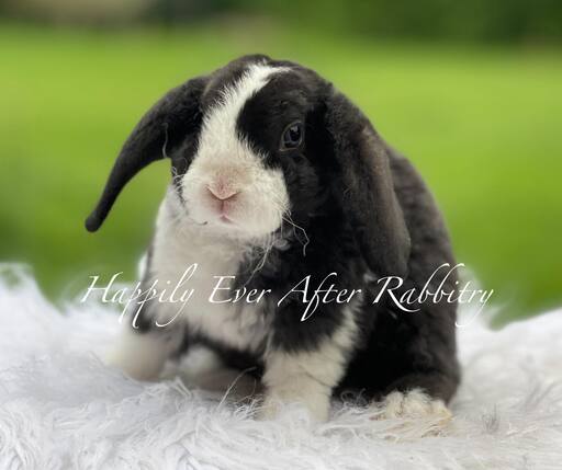 friendly mini plush lop for sale 