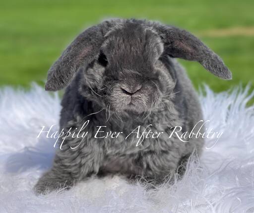 Cute Mini Plush Lop Bunnys Ready for New Homes