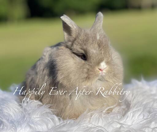 Netherland Dwarf rabbits for sale, great for pet owners looking for a tiny, adorable breed with a gentle temperament.