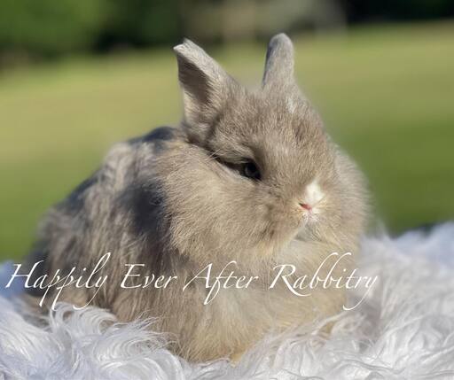 Netherland Dwarf rabbits for sale, great for pet owners looking for a tiny, adorable breed with a gentle temperament.