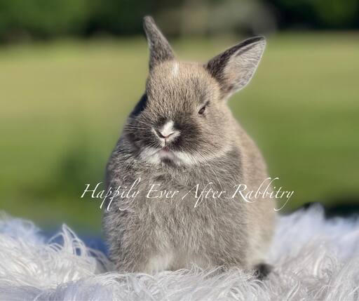 Furry Happiness Awaits: Bunnies for Sale Near You