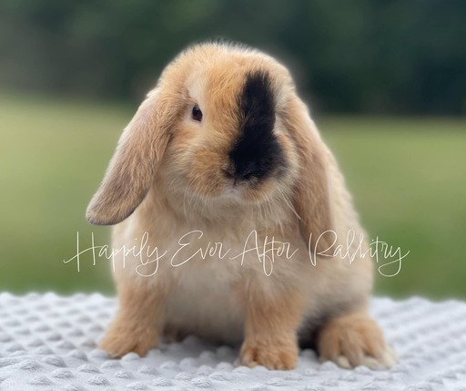 Cuddle-ready Holland Lop Bunny Seeking a Loving Family