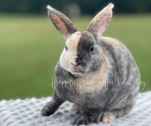 Adopt Your New Bunny Companion - Bunnies for Sale Near Me