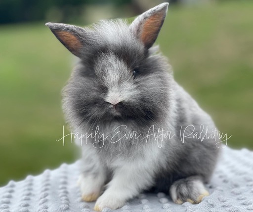 Adopt happiness - Find your ideal furry companion in our rabbits for sale