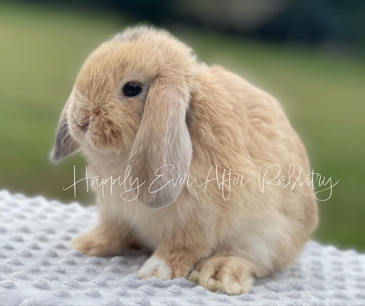 Holland Lop For Sale