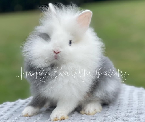 Adorable bunny rabbits available for purchase locally - find yours today!