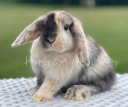 Adorable rabbits for sale near your location