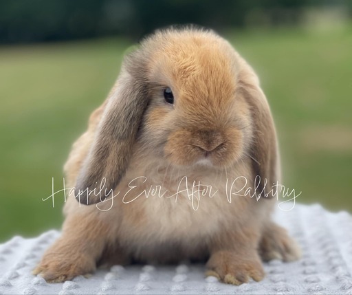 Check Out Our Holland Lops - Perfect Bunnies for Sale