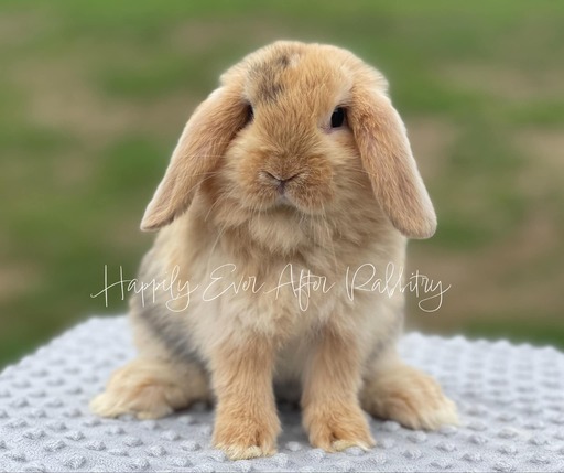 Furry bundles of joy looking for a home - Check out our rabbits for sale!