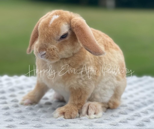 Explore our available Mini Plush Lops for adoption – irresistibly cute