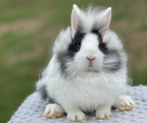 Fluffy bunnies near me in NYC