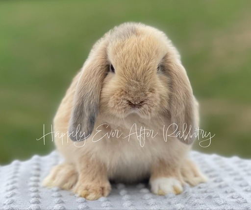 Holland Lop For Sale