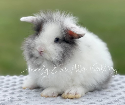 Unlock joy with our adorable rabbits for sale - Find your perfect match!