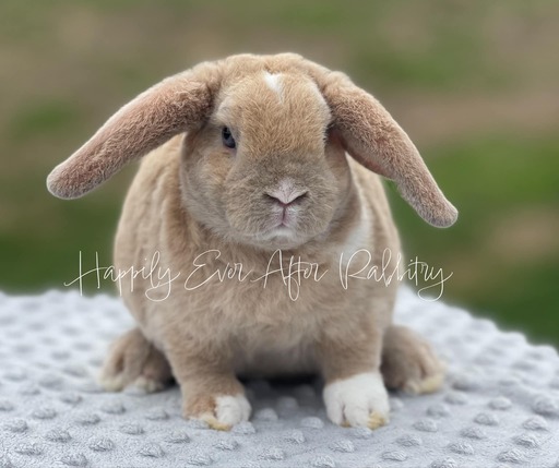 Adopt a Mini Plush Lop Bunny from Happily Ever Rabbitry - Conveniently Located in PA