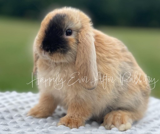 Cuddle-ready Holland Lop Bunny Seeking a Loving Family