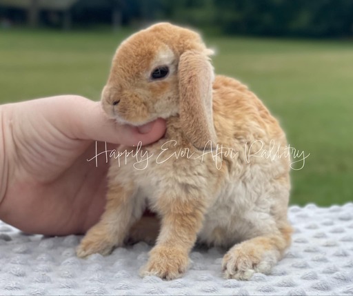 Neighborhood joy found - Adorable rabbits for sale near me, your new buddies!