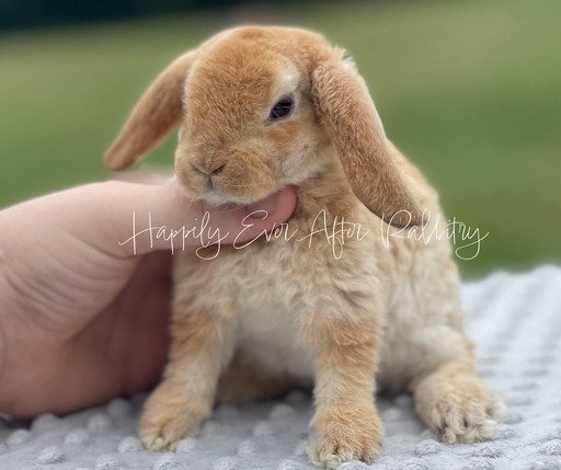 Neighborhood joy found - Adorable rabbits for sale near me, your new buddies!