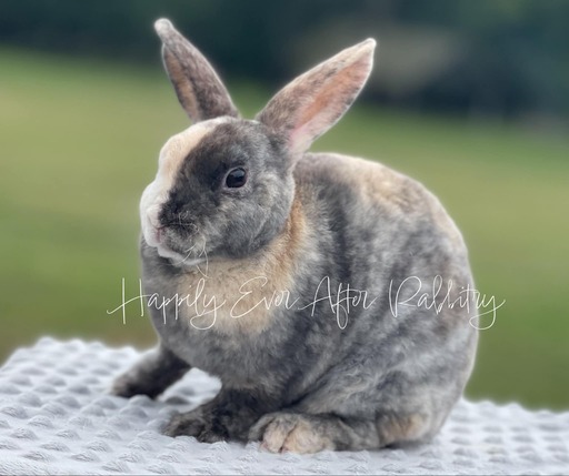 Adopt Your New Bunny Companion - Bunnies for Sale Near Me