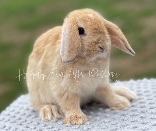 Vienna Marked Cream Holland Lops bunnies for sale