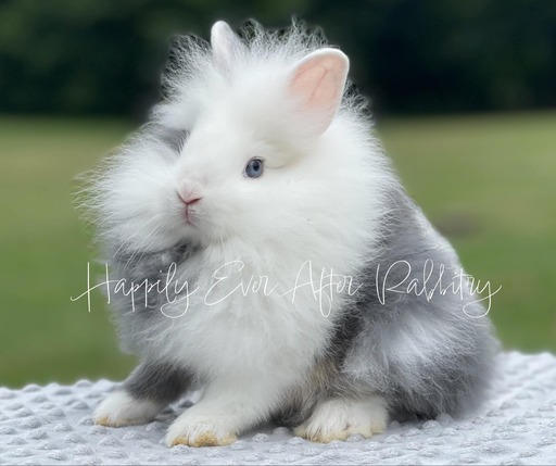 Adorable bunny rabbits available for purchase locally - find yours today!