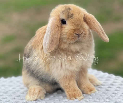 Furry bundles of joy looking for a home - Check out our rabbits for sale!