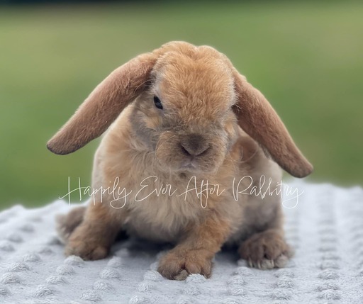 Local Mini Plush Lop Bunnies for Sale Near You