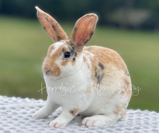 Explore Our Mini Rex Bunnies - Perfect Bunnies for Sale